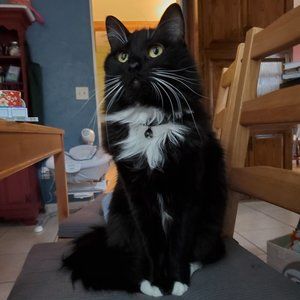 Meet your Posher, Annie